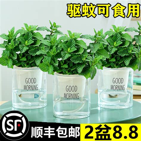 厕所植物